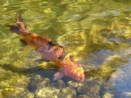 carp fishing destinations