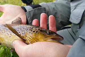 angling injuries