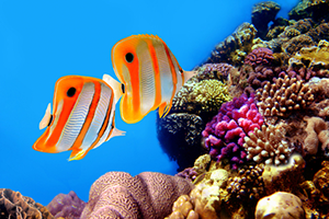 australia-reef
